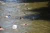 photo211_small.jpg